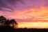 Very Pink Sunrise