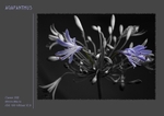 agapanthus