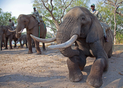 African Safari Tour 09 Zambia, Botswana,Namibia & South Africa portfolio