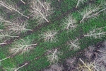 Poplar trees growing in the Nar Valley.