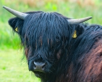 Highland Bull
