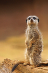 Meerkat