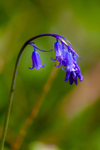 bluebell Hyacinthhoides non-scripta-48