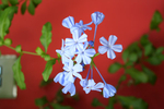 Plumbago