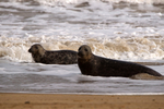 Grey Seals During The Moult