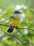 Tropical Kingbird, Gam...
