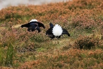 Black Grouse, Cairngorms