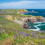 Great Saltee Island, Co Wexford