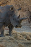 Wildlife portfolio