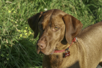Bodie
