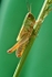 Grasshopper