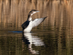 Great Northern Diver