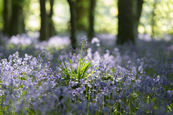 Bluebells