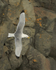 Kittiwake (breeding plumage) calling in flight, Arnastapi, Iceland