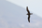 Galapagos Petrel flying at sea, Floreana, Galapagos