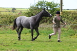 Class 20: Sports Horse portfolio