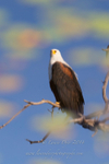 FishEagle reflections