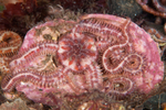 Ophiopholis aculeata