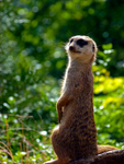 Meerkat - P1070322