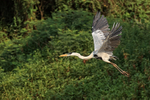 Cocoi Heron portfolio