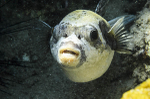 Black masked puffer fish