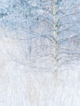 FROSTED BIRCH - NORFOLK COUNTY