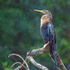 Anhinga or American Darter, Costa Rica