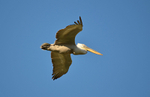 Dalmatian Pelican