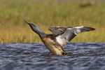 Red-throated Diver shaking head, chick nearby, Floi, Iceland