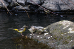 Feeding time for juvenile Grey Wagtails
