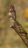 Tawny Owl