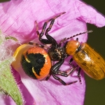 Crab_Spider (Synema_globosum,)