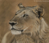 Young Male Lion