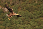 White-tailed Sea-Eagle portfolio