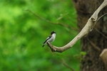 Pied Flycatcher