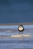 Two-banded Plover, front view, Sea Lion Island