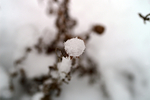 Snow - 35