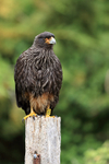 Striated Caracara (adult) yellow C52, Carcass Island, Falklands