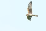Montagues Harrier