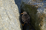 Purple Sandpiper