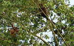 Danum valley