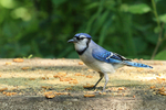 Blue Jay at feeding station, Minnesota, USA
