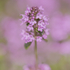 Thyme
