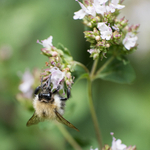 19th July Bee on Oregano Flowers