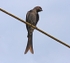 Ashy Drongo