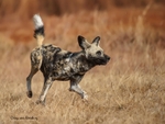 Wild dog