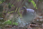 Undulated Tinamou portfolio
