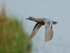 Garganey in flight, Stratfield Brake, Oxfordshire