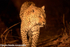 Night game drive