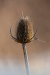 Teasel  1901-18757